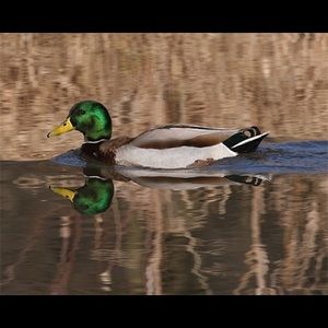 Meet your Posher, Bryan